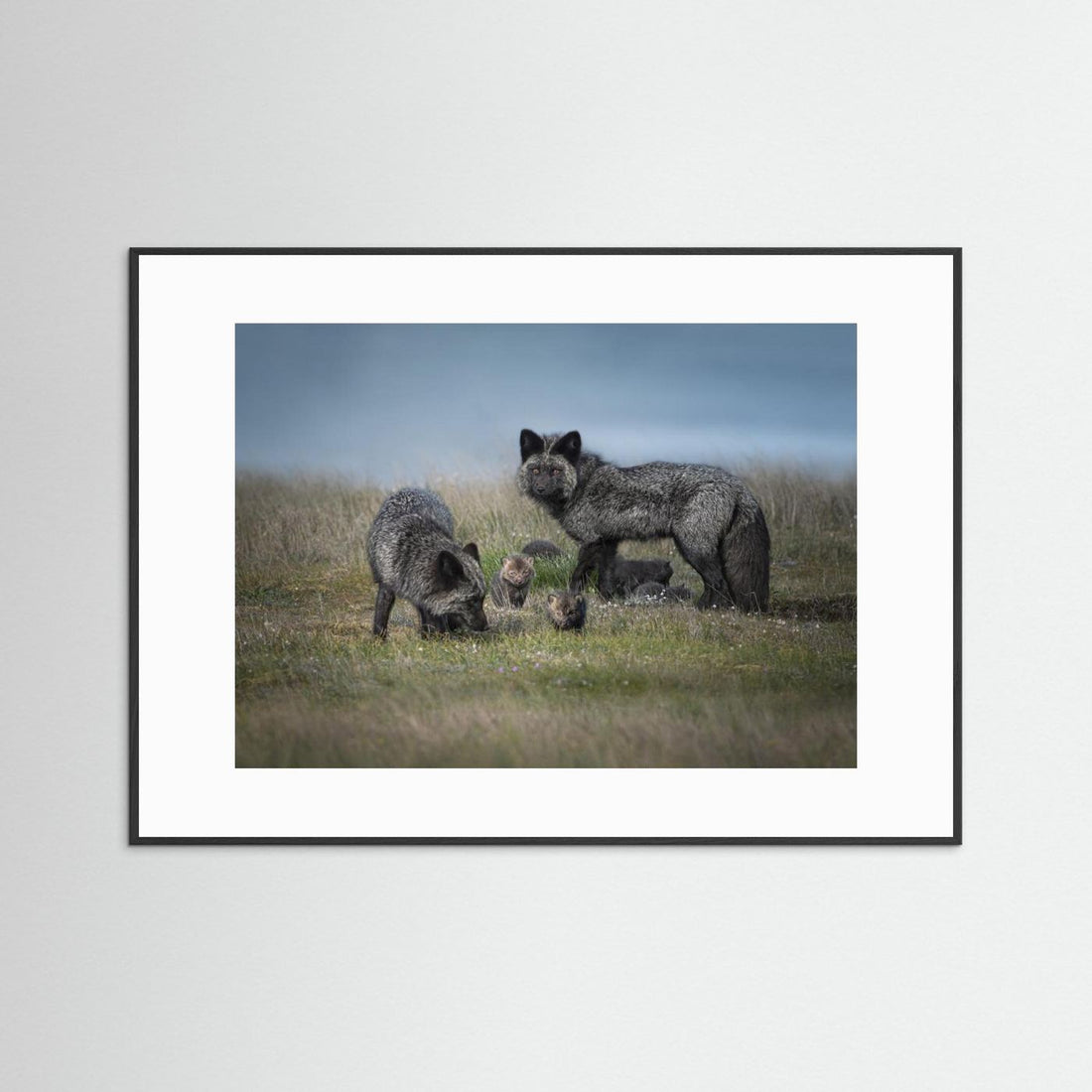 Silver fox family by Larry Deng