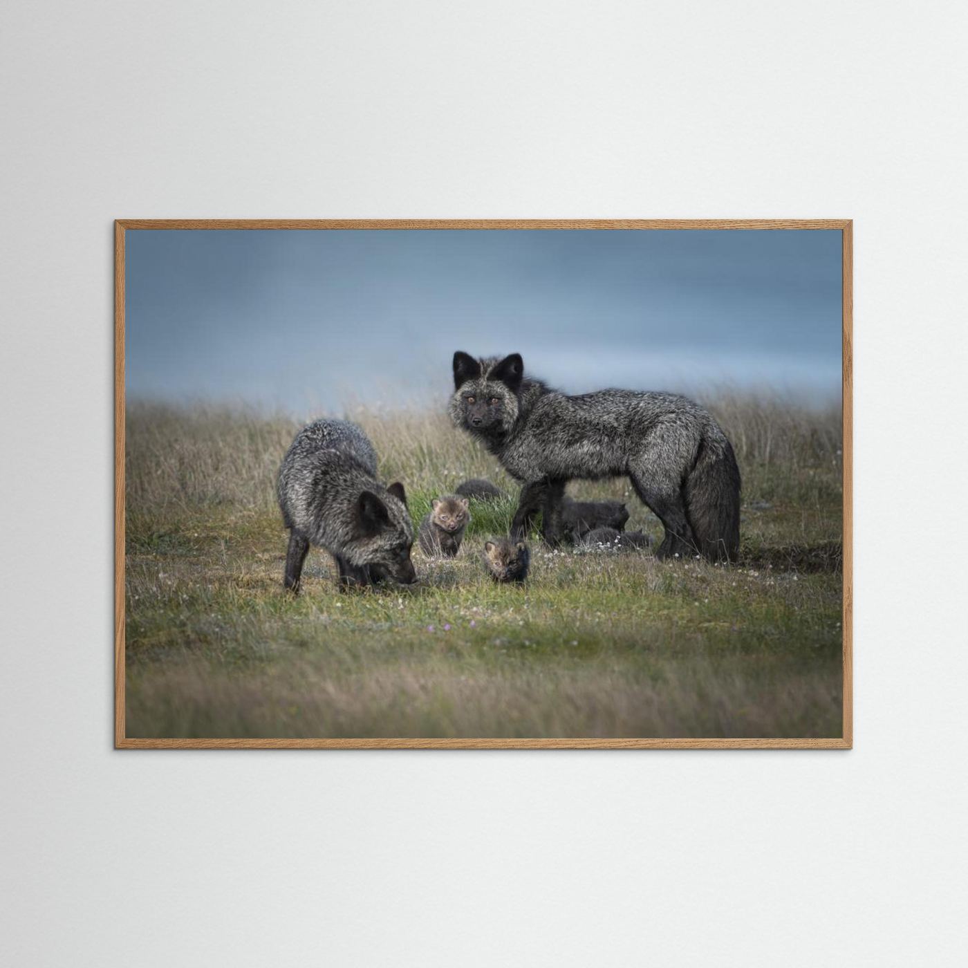 Silver fox family by Larry Deng