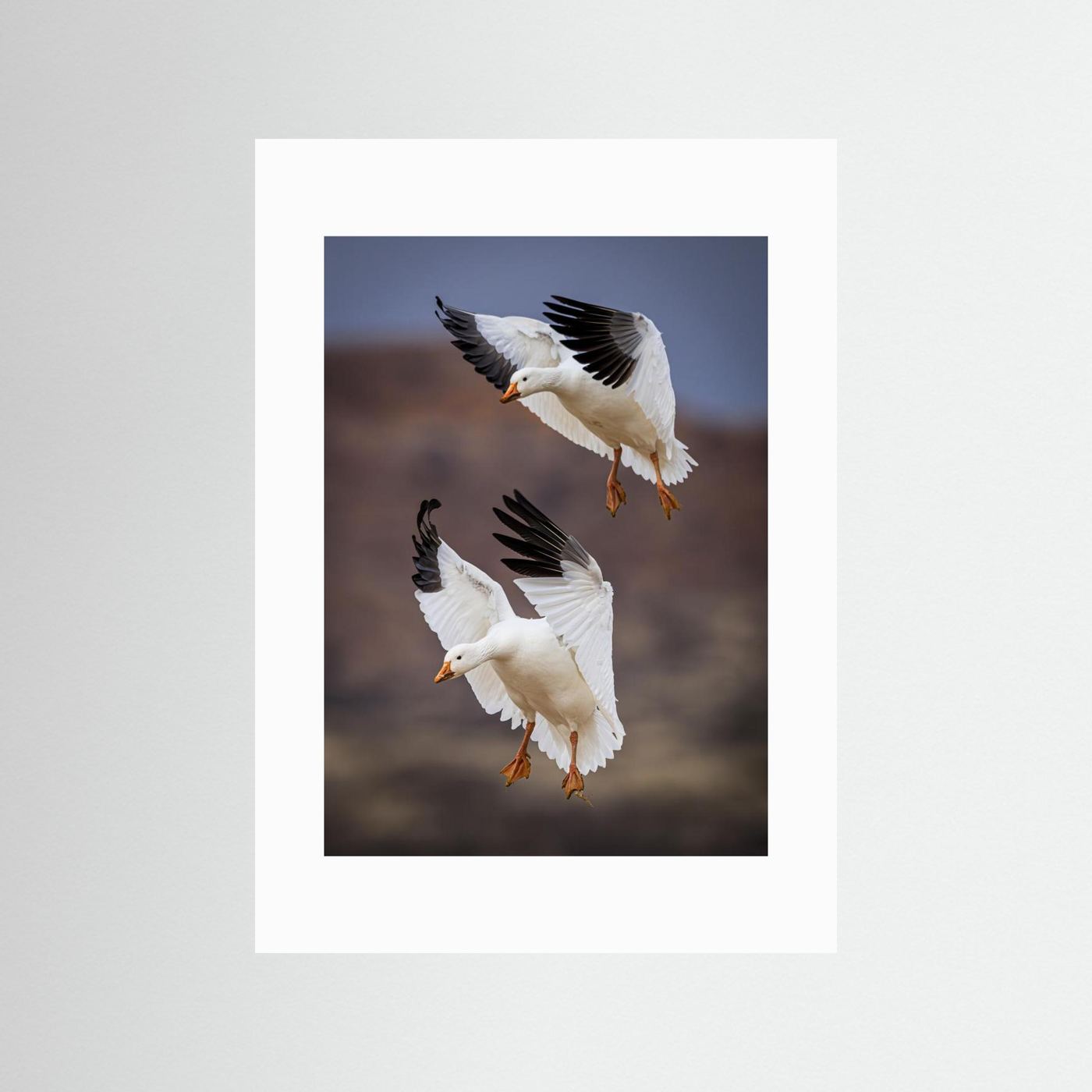 Snow Geese Landing - Bosque del Apache National Wildlife Refuge, NM by Wanghan Li
