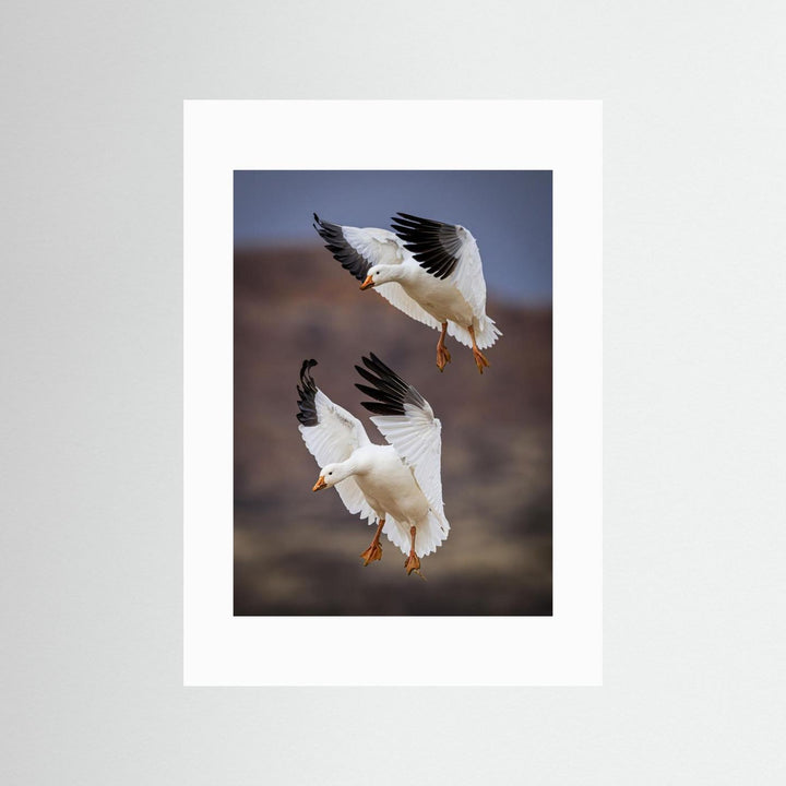 Snow Geese Landing - Bosque del Apache National Wildlife Refuge, NM by Wanghan Li