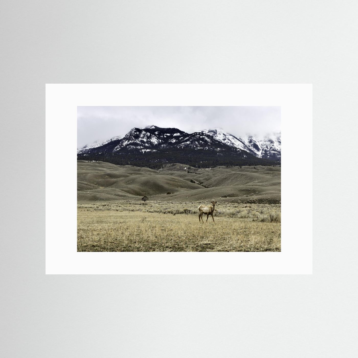 Yellowstone Wildlife by Christian Lindgren