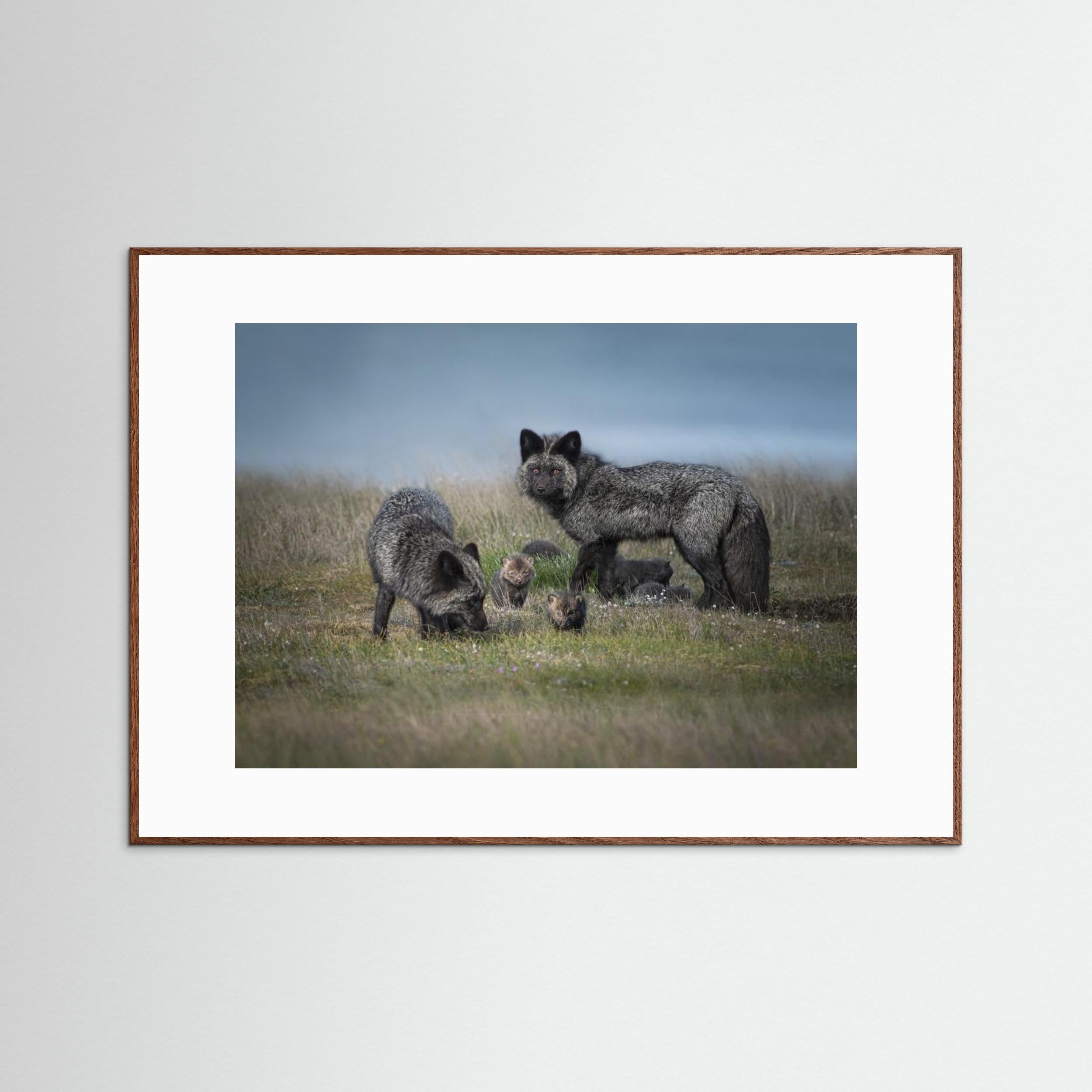 Silver fox family by Larry Deng