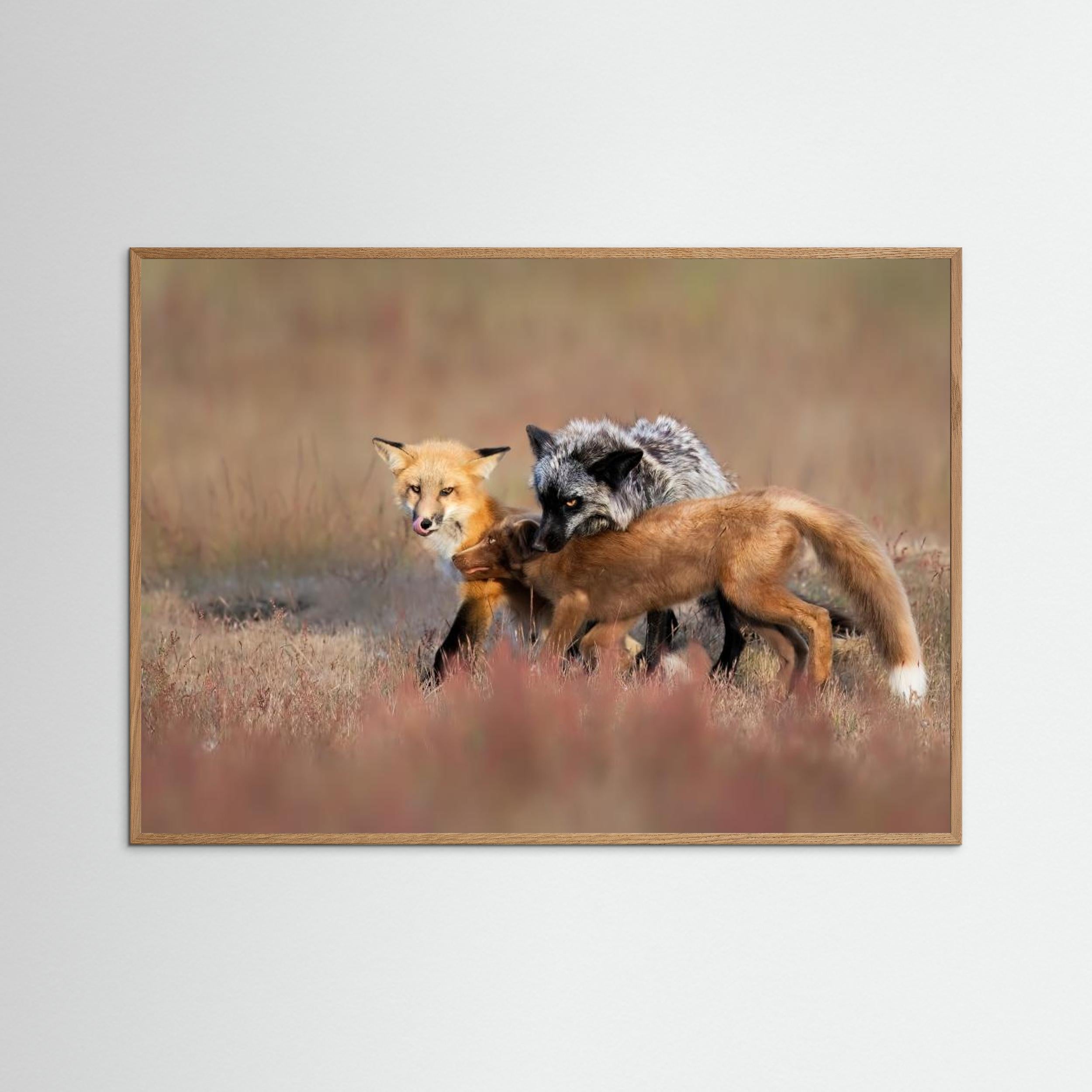 Fox Family by Jun Zuo