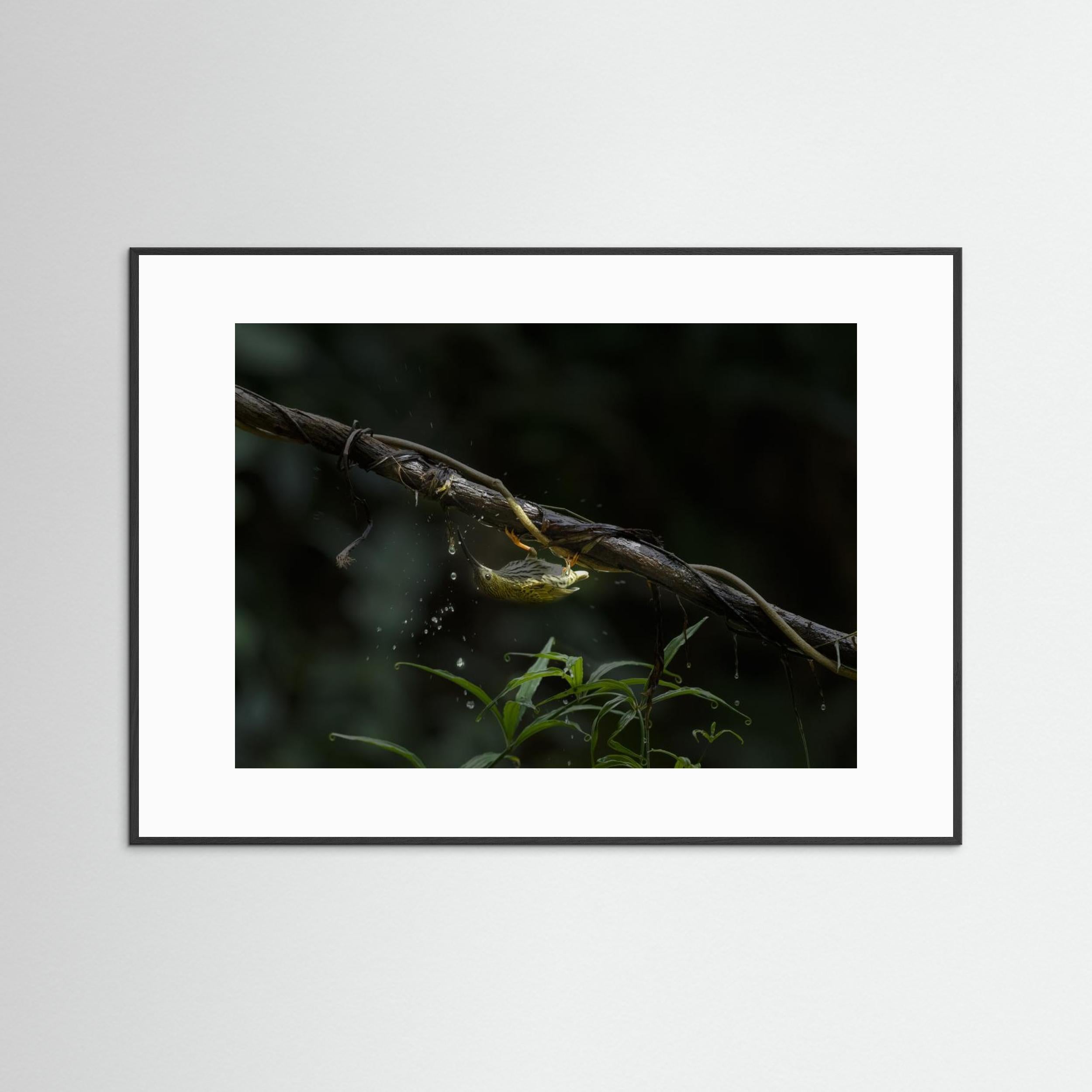 The Water Sipper by Chiranjib Chakraborty