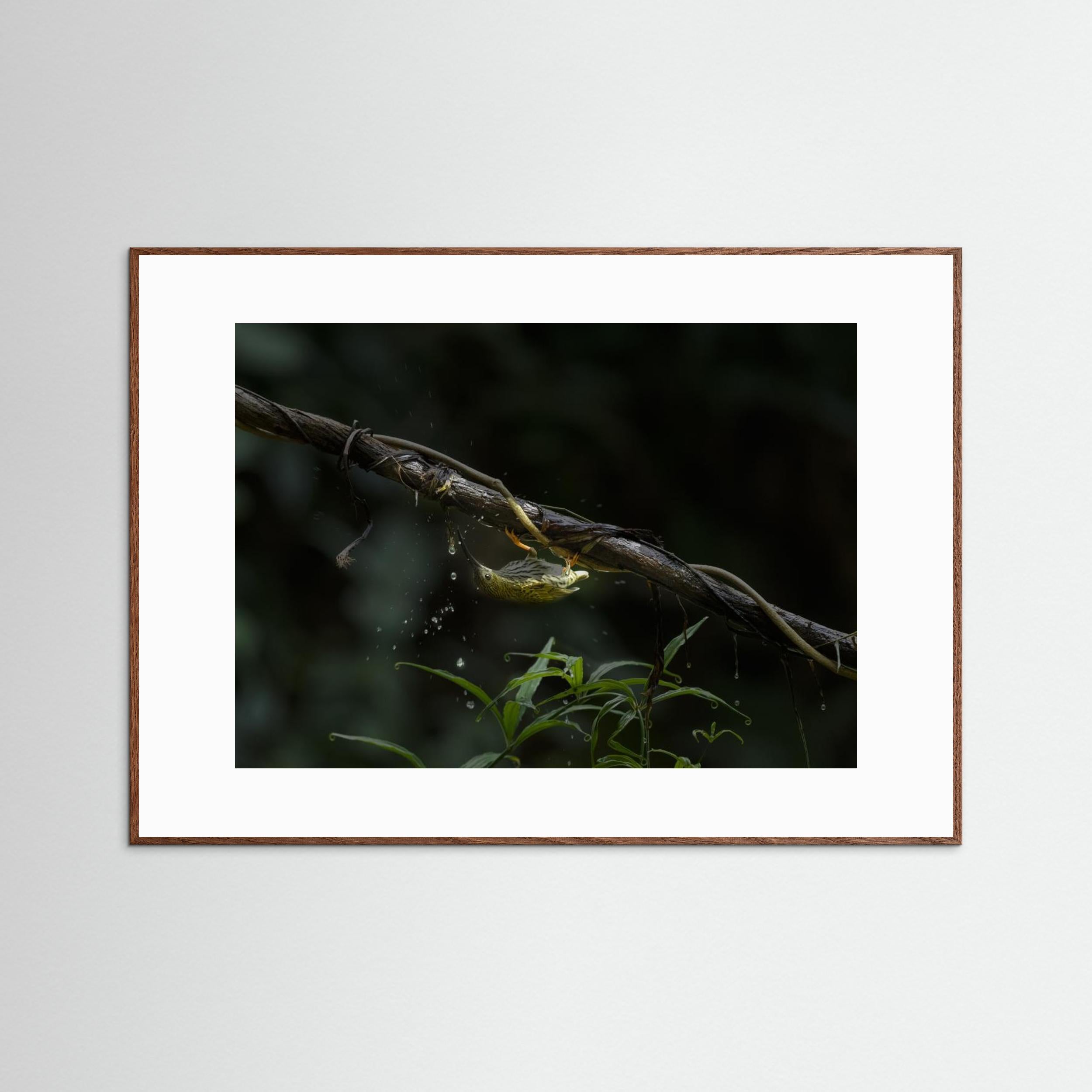 The Water Sipper by Chiranjib Chakraborty