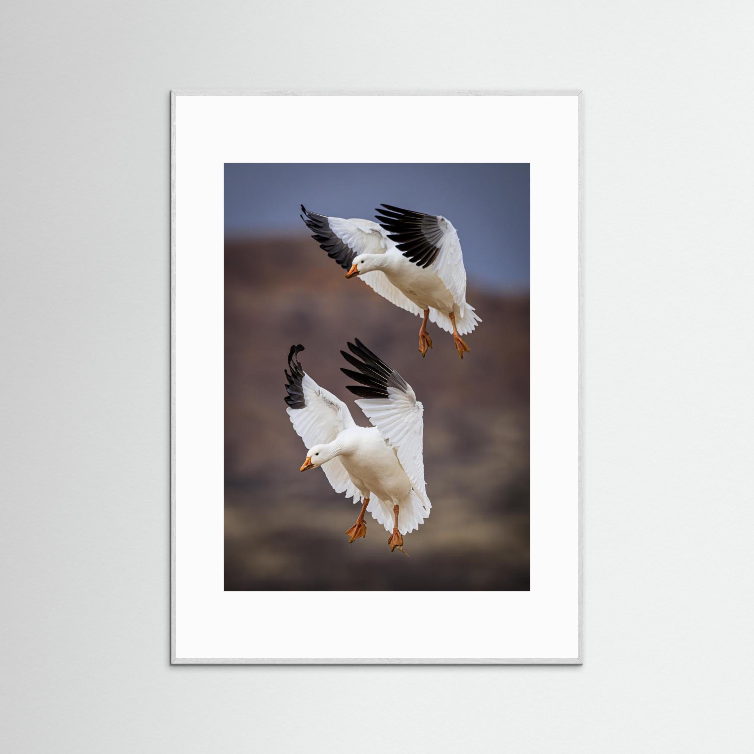 Snow Geese Landing - Bosque del Apache National Wildlife Refuge, NM by Wanghan Li