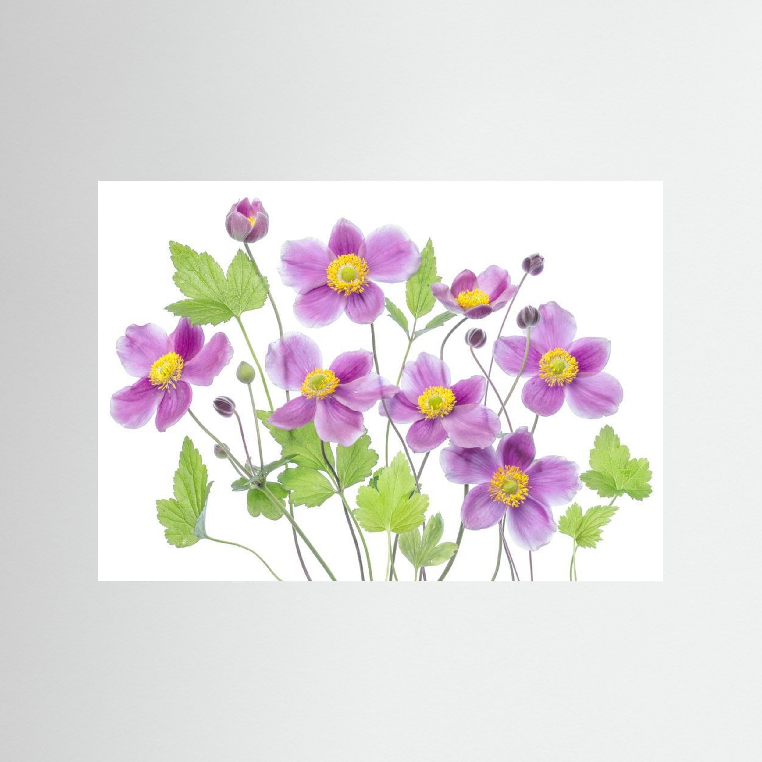 Anemone 'Hadspen Abundance' by Mandy Disher