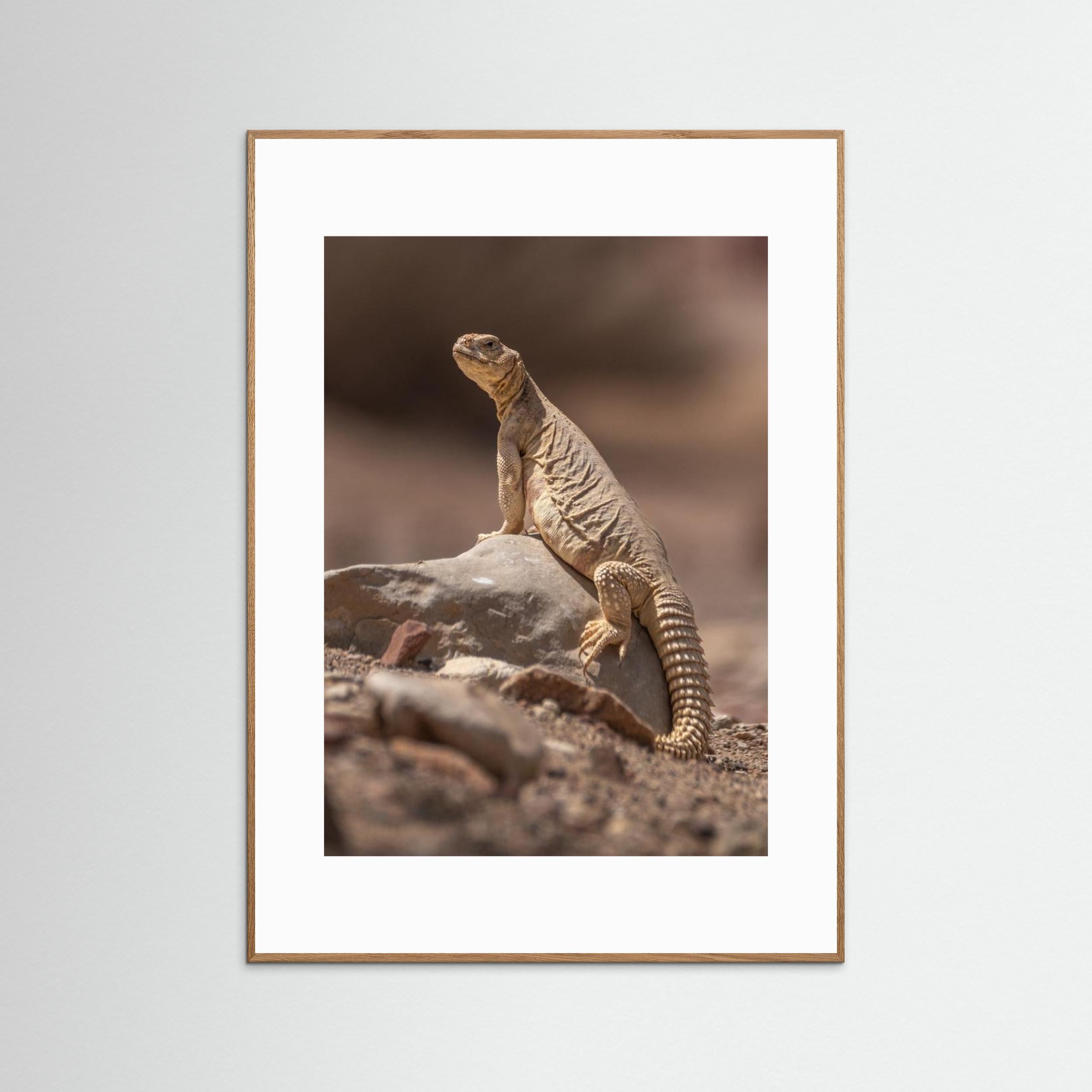 Looking at the intruder by Doron Margulies