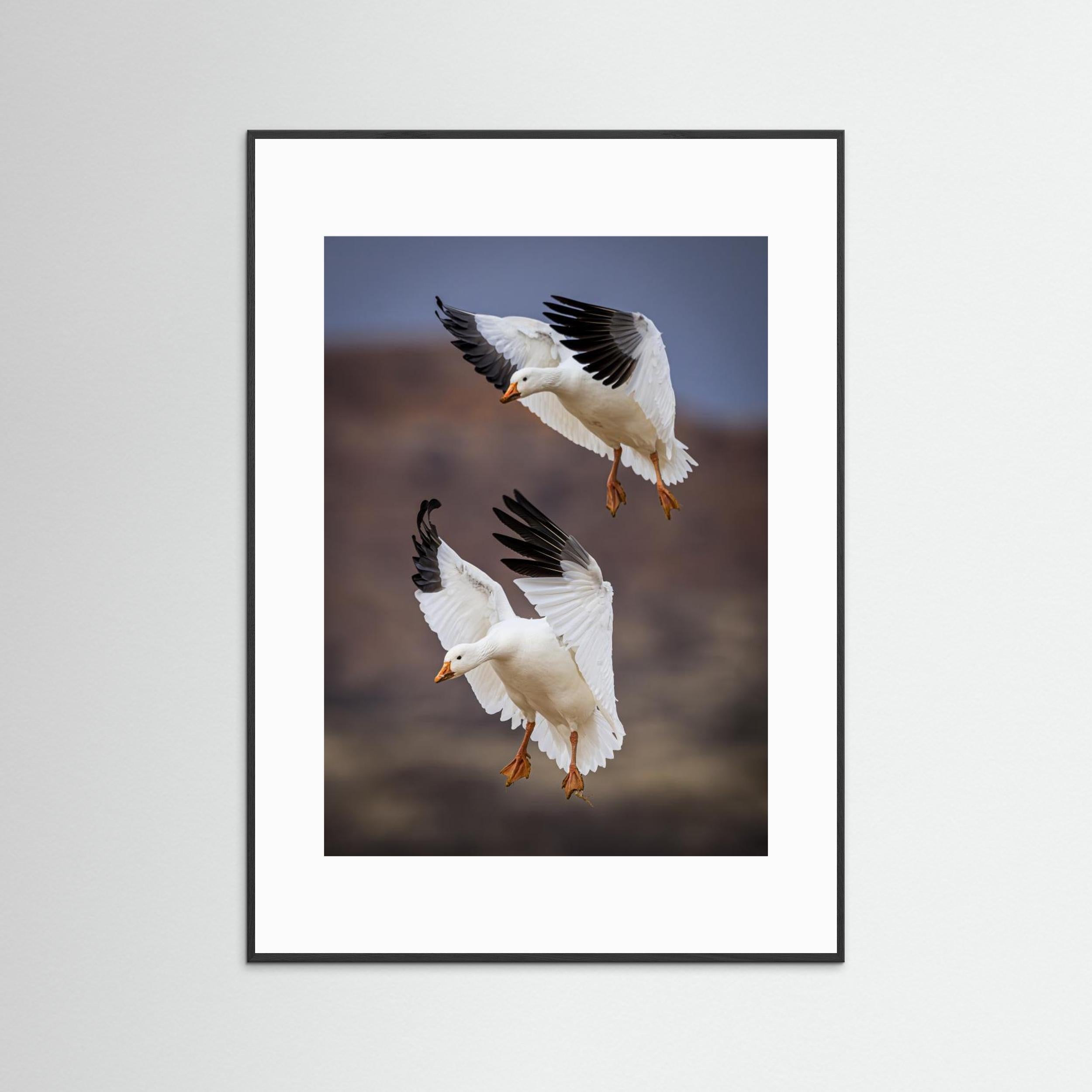 Snow Geese Landing - Bosque del Apache National Wildlife Refuge, NM by Wanghan Li