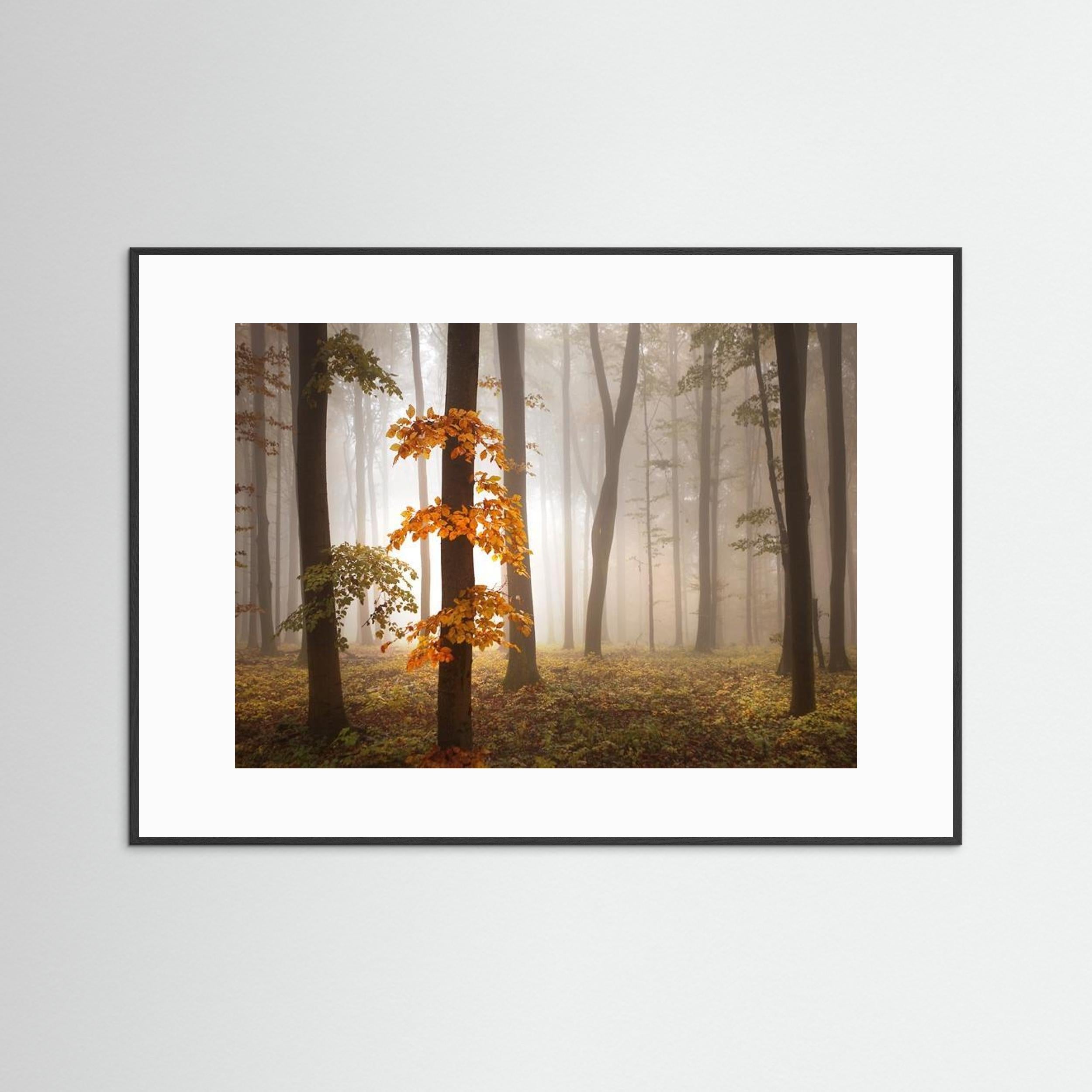 In November Light by Nicolas Schumacher