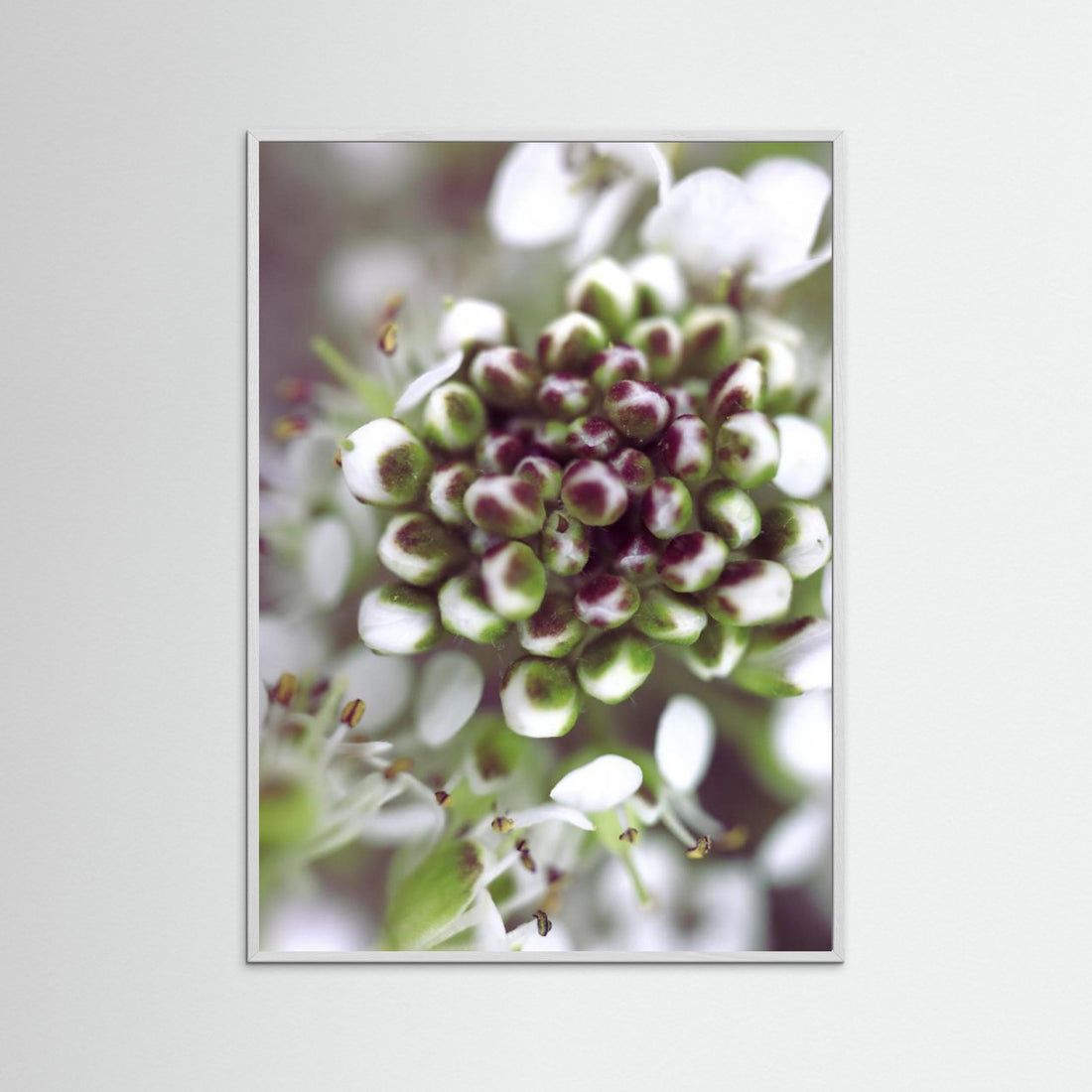 Cluster I by Rosana Laiz Blursbyai