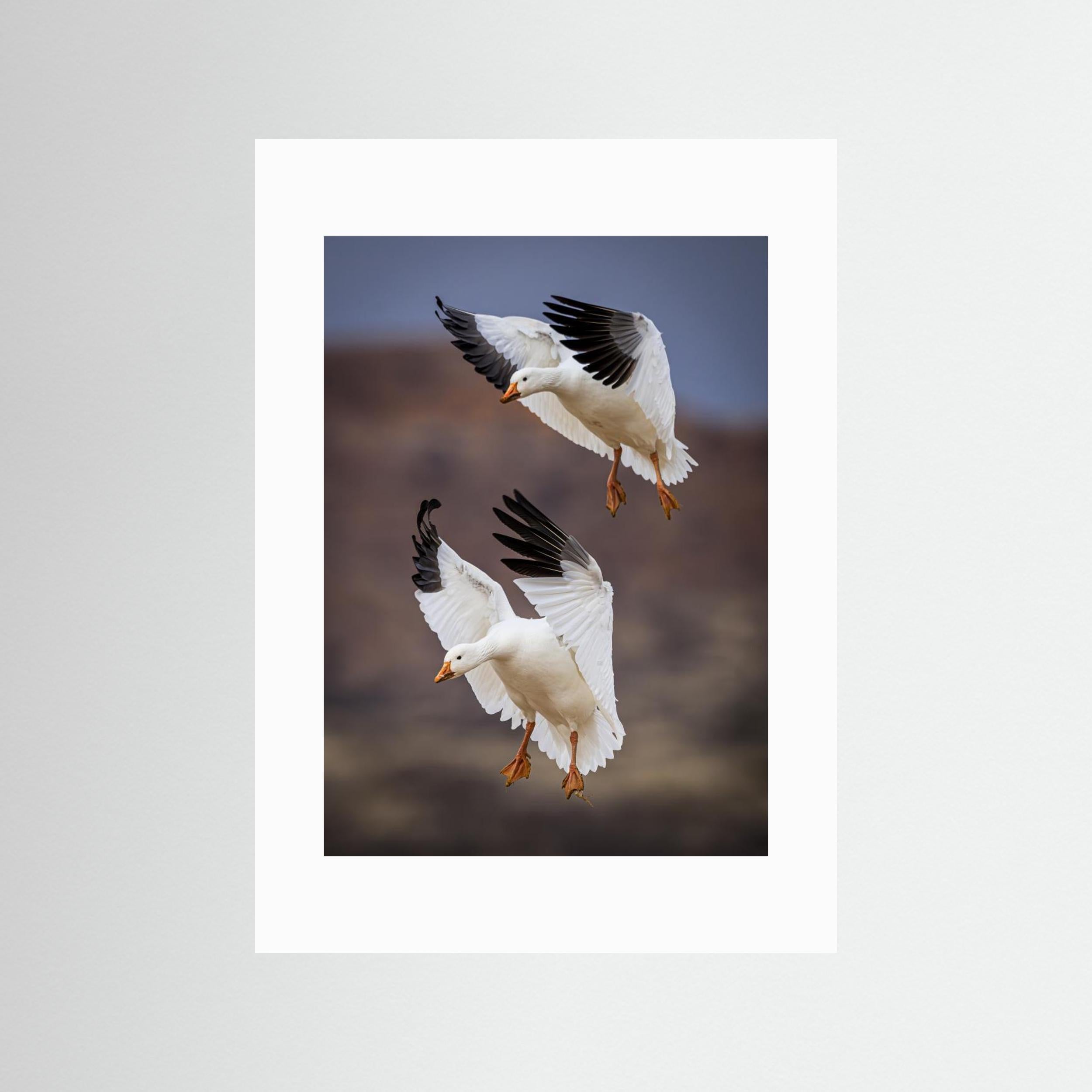 Snow Geese Landing - Bosque del Apache National Wildlife Refuge, NM by Wanghan Li