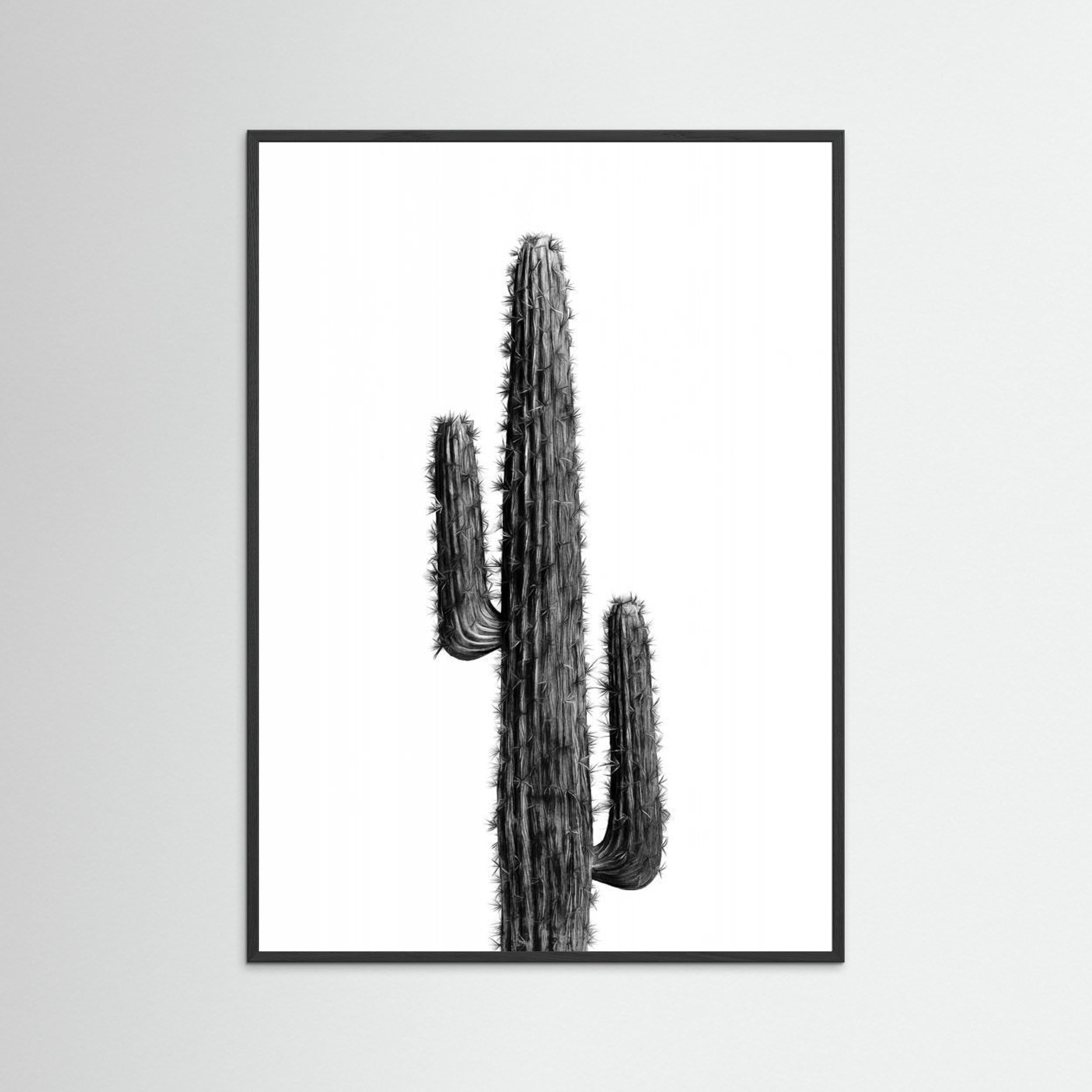 Cactus Black and White 01 by Amini54