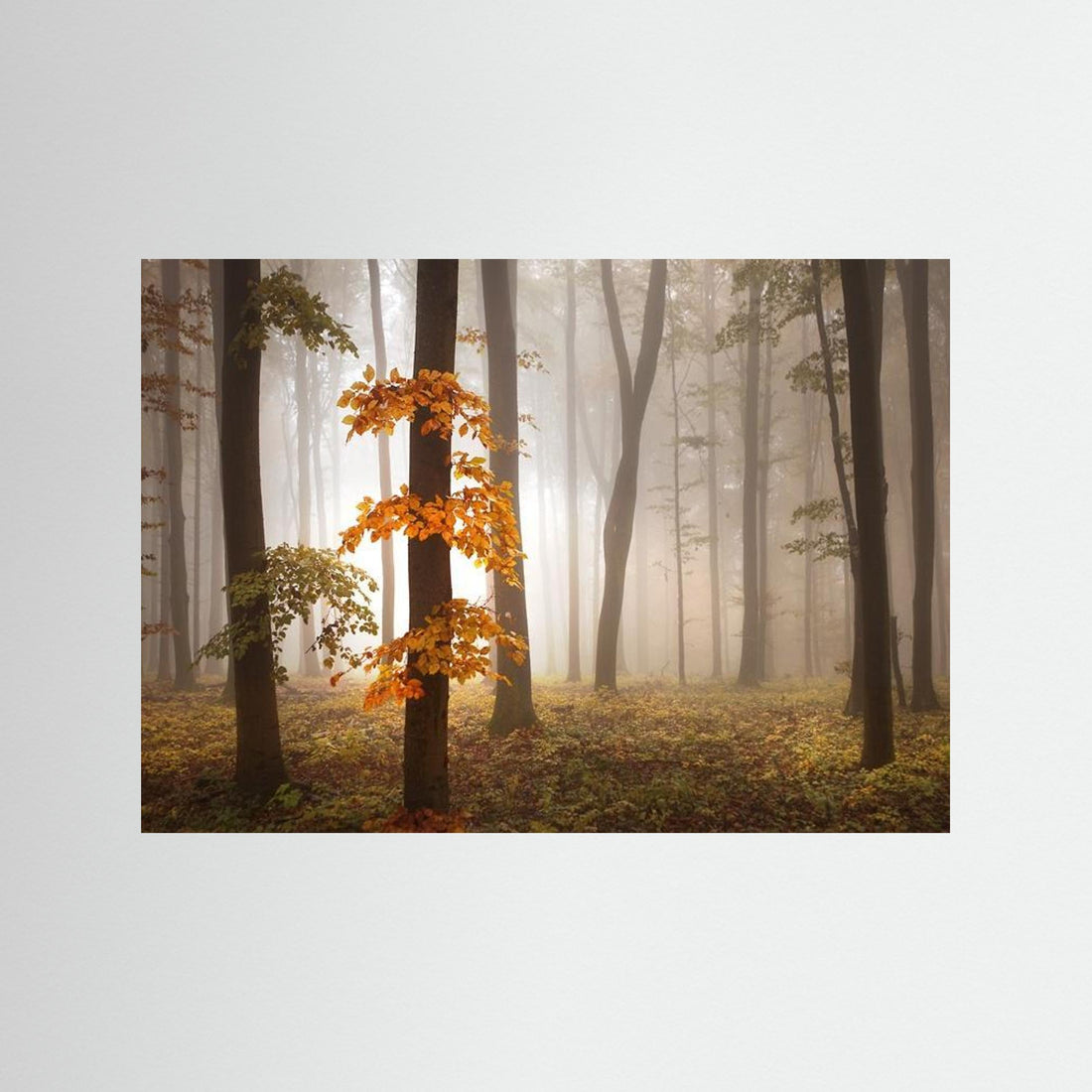 In November Light by Nicolas Schumacher