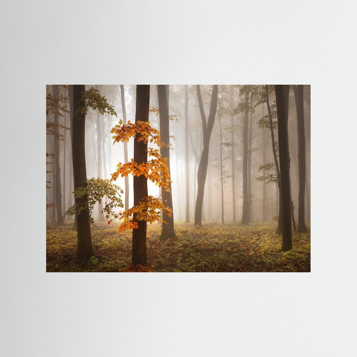 In November Light by Nicolas Schumacher