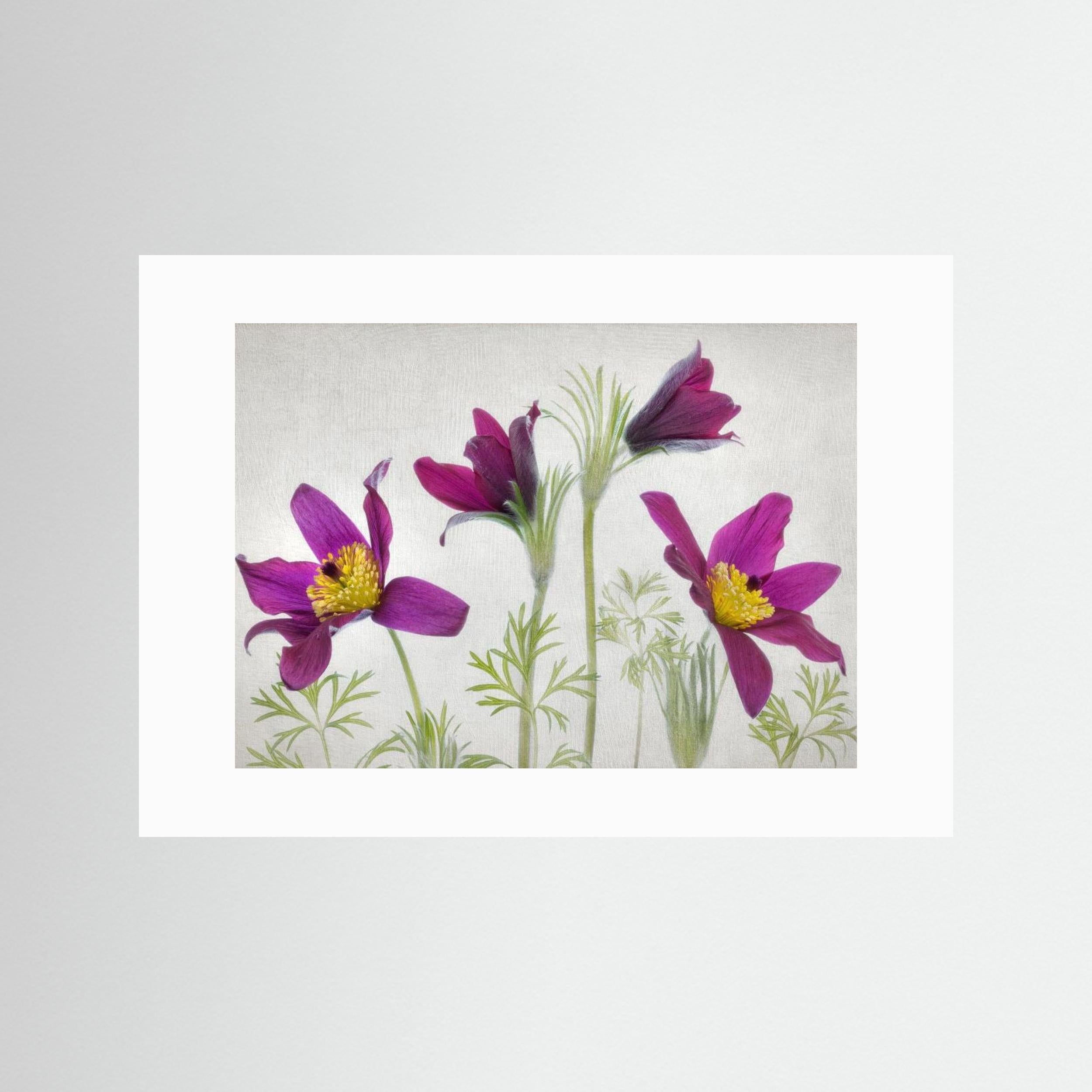 Pulsatilla by Mandy Disher