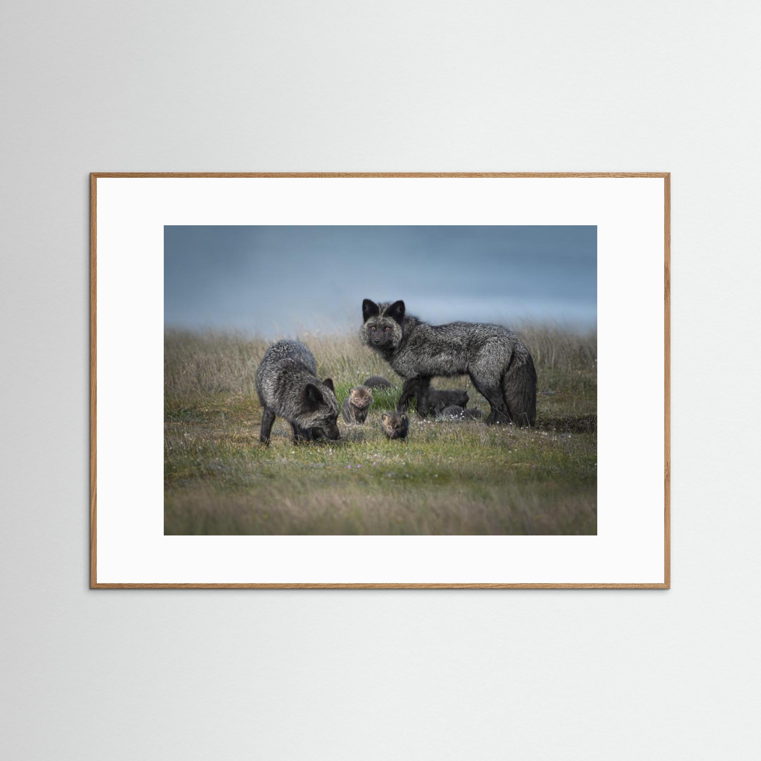 Silver fox family by Larry Deng